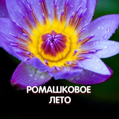 Гравитация - РОМАШКОВОЕ ЛЕТО