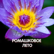 Гравитация - РОМАШКОВОЕ ЛЕТО